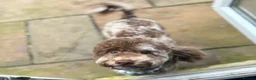 Cockapoo dogs for sale: Stunning F1 Cockerpoos🧸 - Advert 7