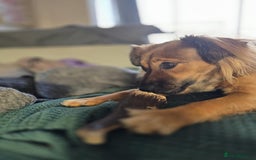 Mixed Breed dogs for adoption: Balto for adoption - Image 3