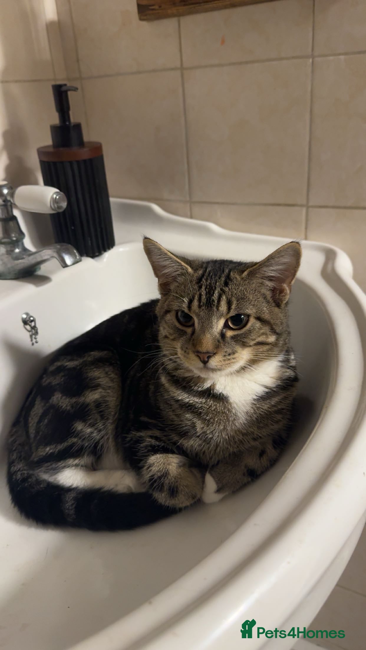 Mixed Breed cats Female Tabby Kitten  - Advert 2