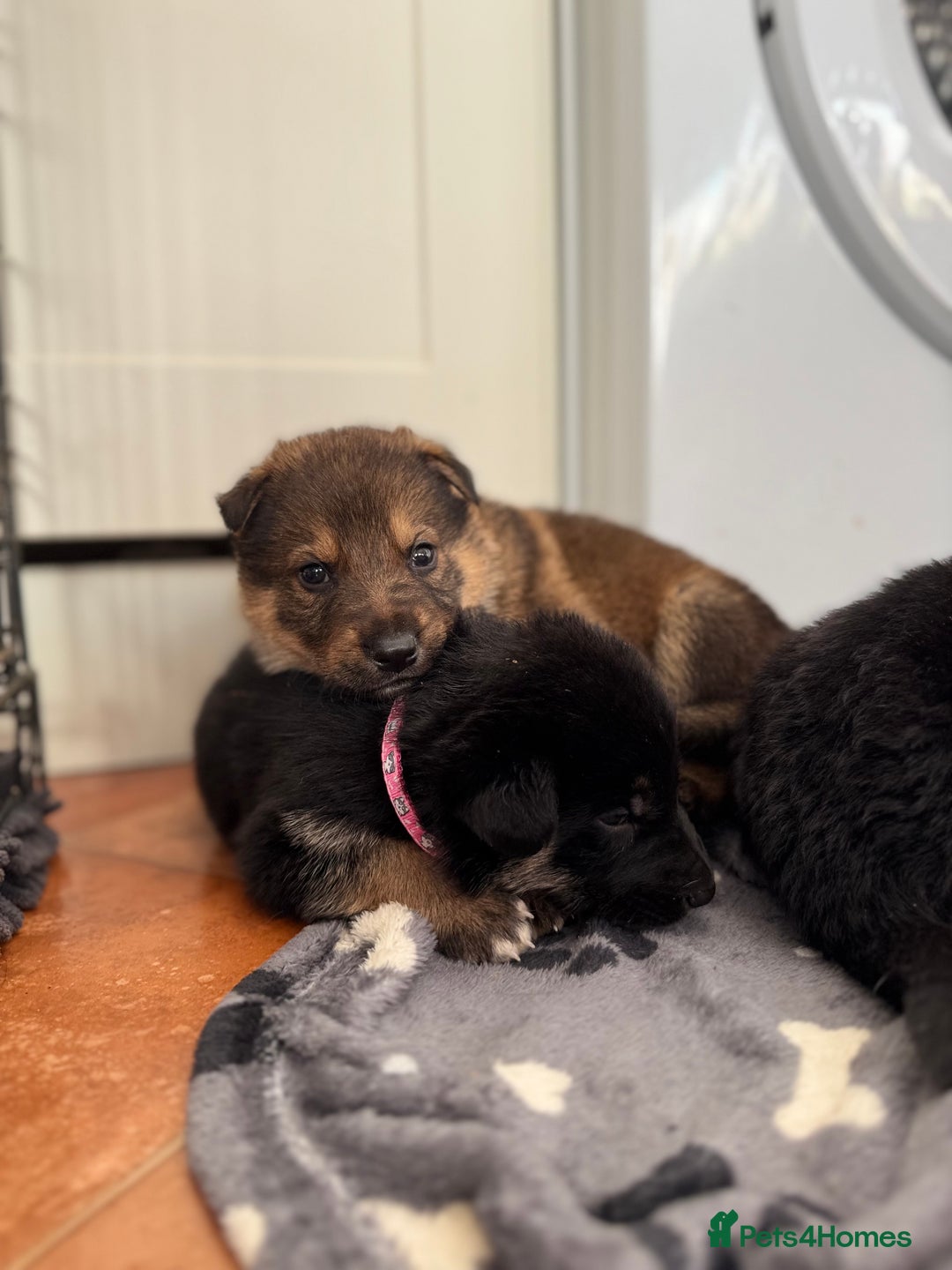 German Shepherd dogs for sale: KC Registered & Bred From Health Tested Parents  - Advert 27