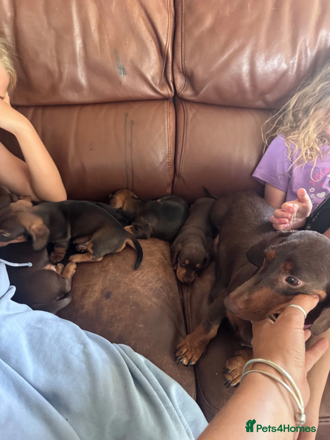 Miniature Dachshund dogs for sale: Beautiful babies  - Advert 2