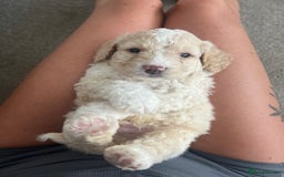 Sproodle dogs for sale: Sproodle puppies  - Image 4
