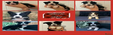 Little Red