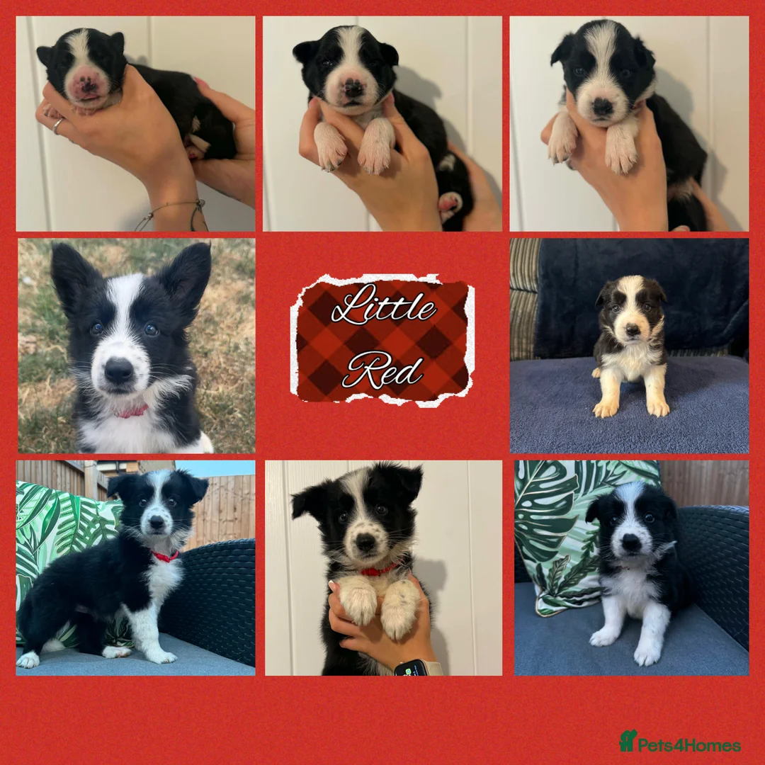 Border Collie dogs for sale: 2 Beautiful collies left ready to leave - Advert 2