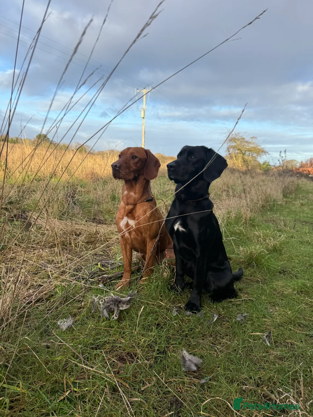 Mixed Breed dogs for stud: Cockerdor stud ( cocker spaniel x Labrador)  - Advert 2