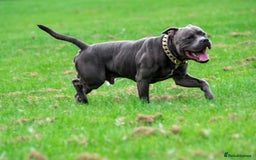 Staffordshire Bull Terrier dogs for sale: Beautiful Babies Ready to Leave  - Image 15