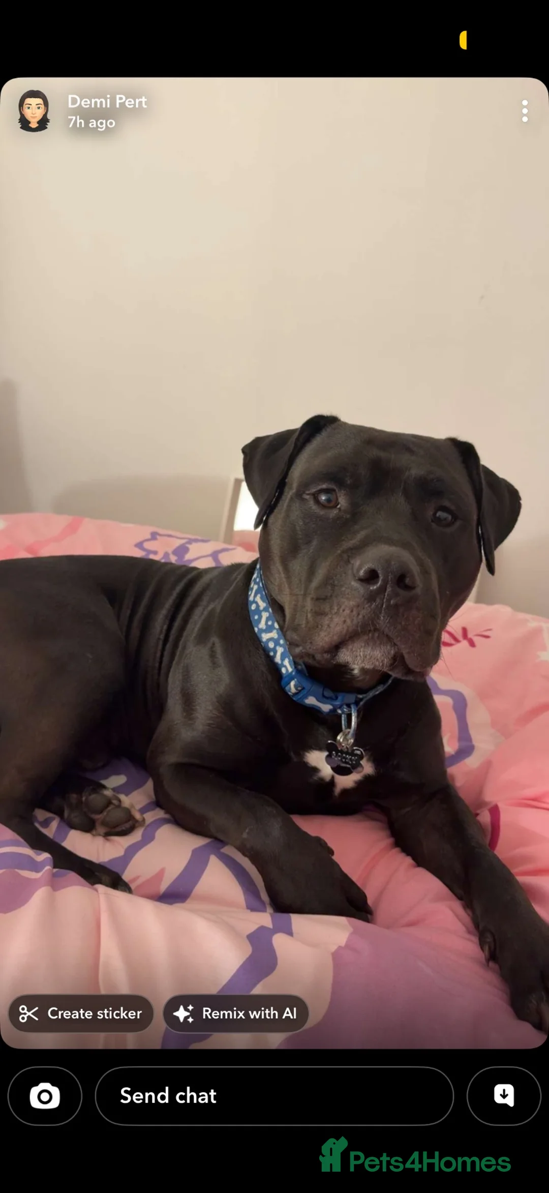 American Bulldog dogs for sale: Rocky  - Advert 1