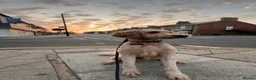 Double Doodle dogs for stud: Stud (sheepadoodle/double doodle) in Barnsley - Advert 5
