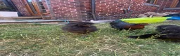 Chickens poultry for sale: Black silkie boys x2 - Advert 6