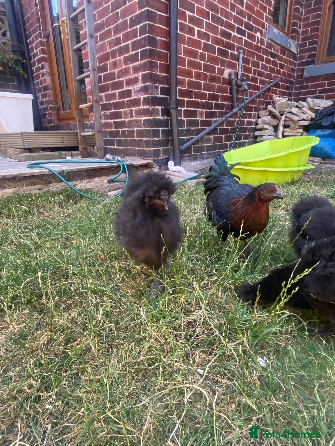 Chickens poultry for sale: Black silkie boys x2 - Advert 6