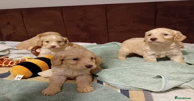 Cockapoo dogs - Advert 16