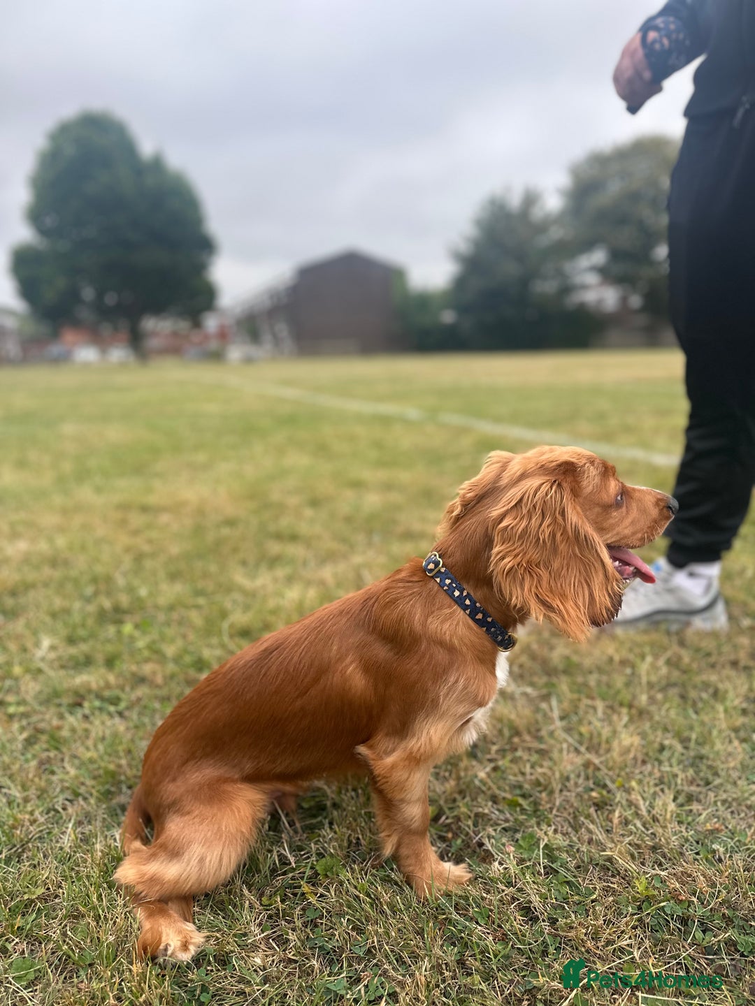 Cocker Spaniel dogs for sale: Male Cocker spaniel  - Advert 5