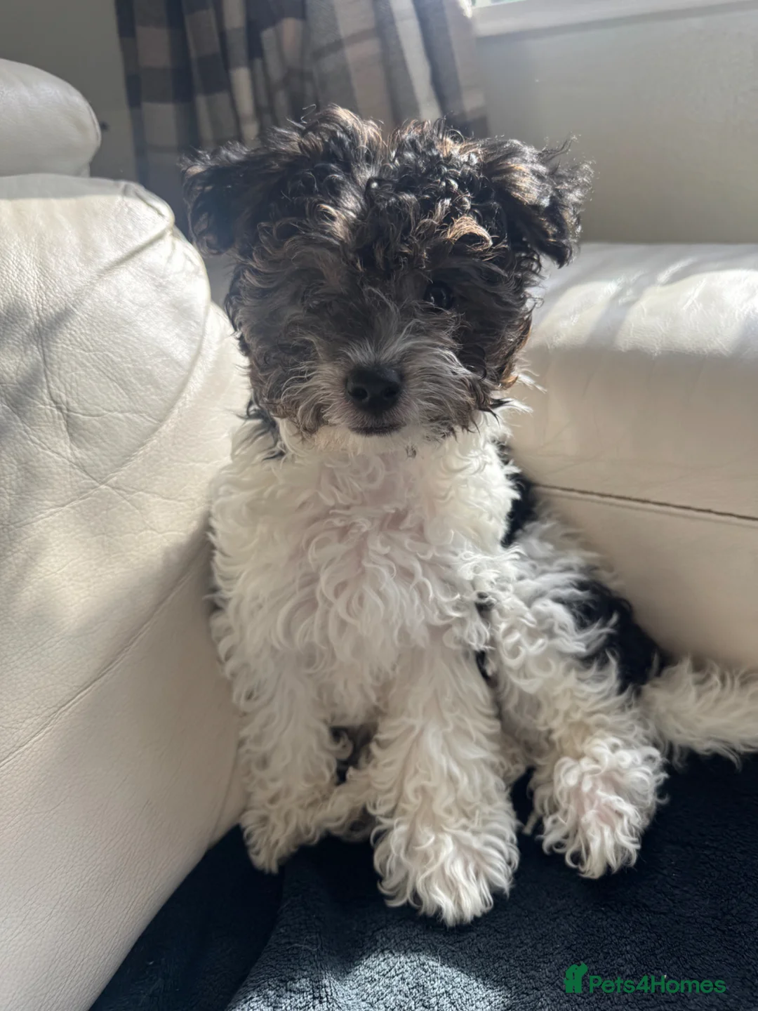 Yorkiepoo dogs for sale: Yorkiepoo  - Advert 3