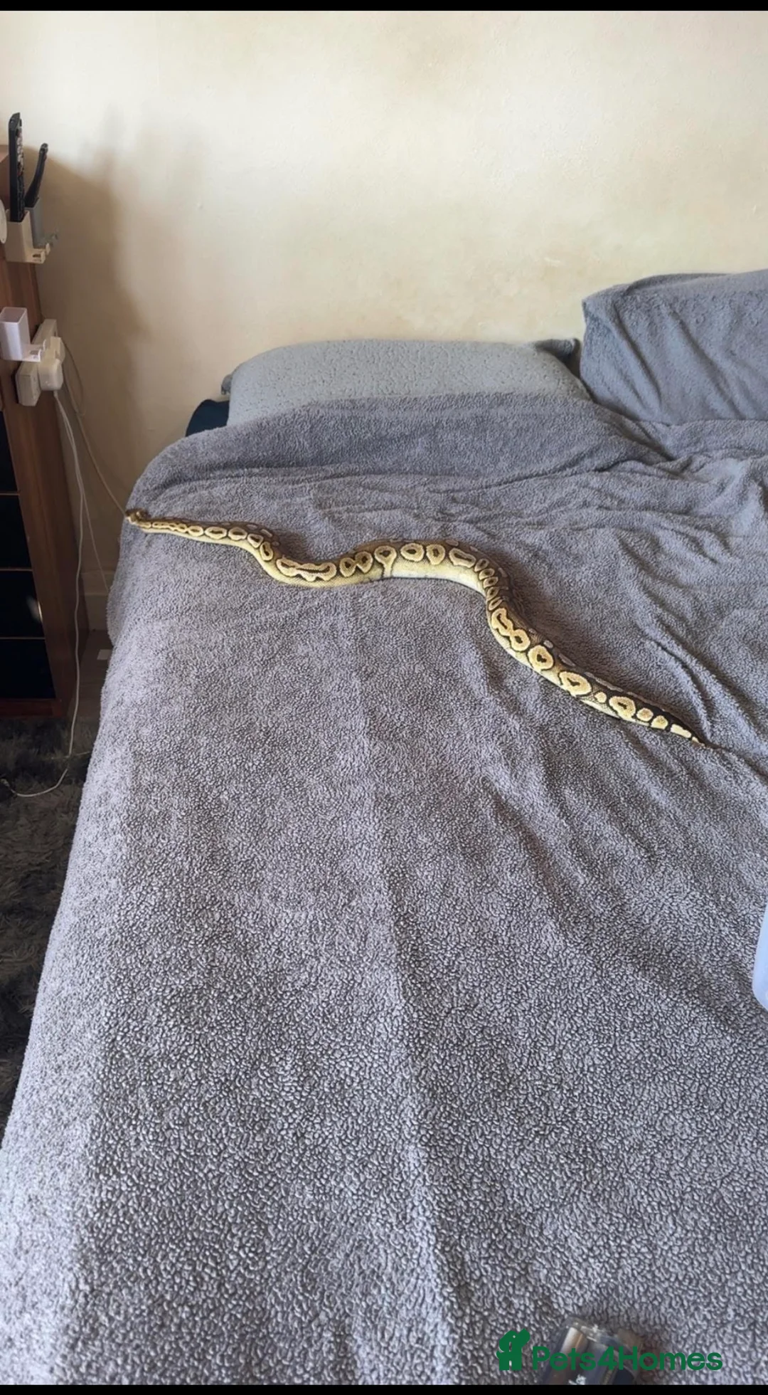 Python Snake reptiles for sale: Female super pastel royal python in Exeter - Advert 2