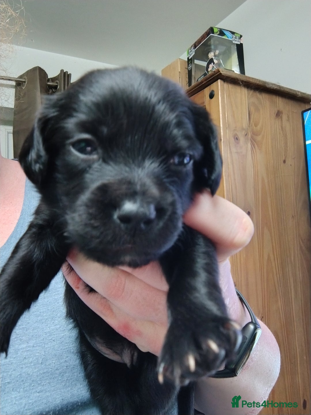 Mixed Breed dogs for sale: READY!! Sprocker jack pups + free bag in Hereford - Image 14