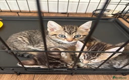 Bengal cats for sale: Kittens - Image 1