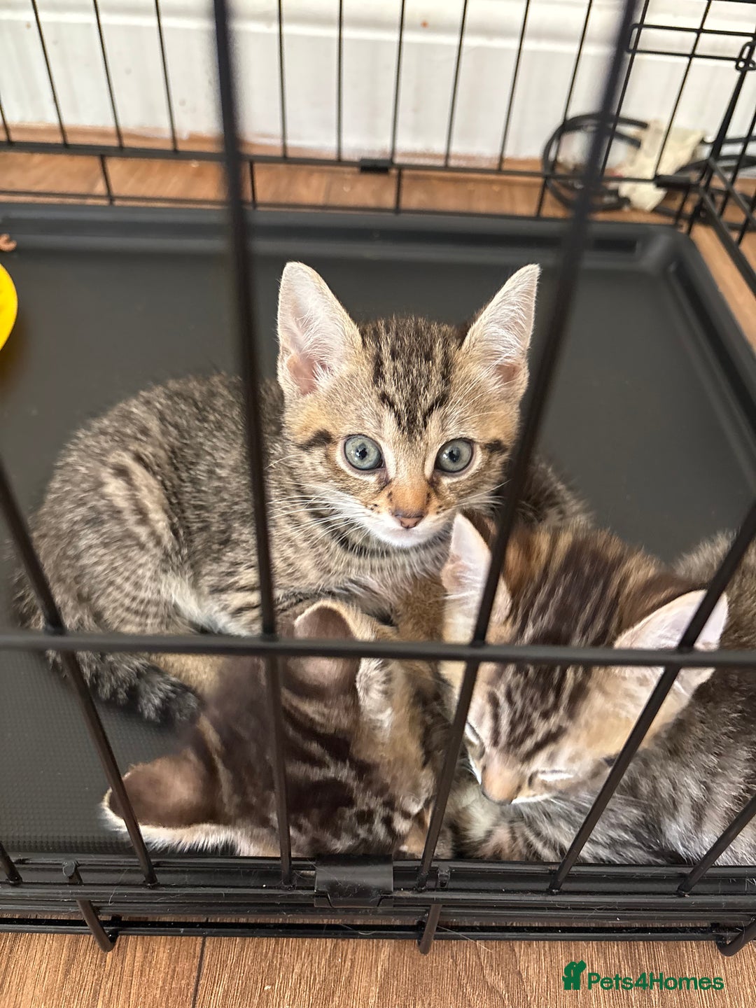 Bengal cats for sale: Kittens - Image 1