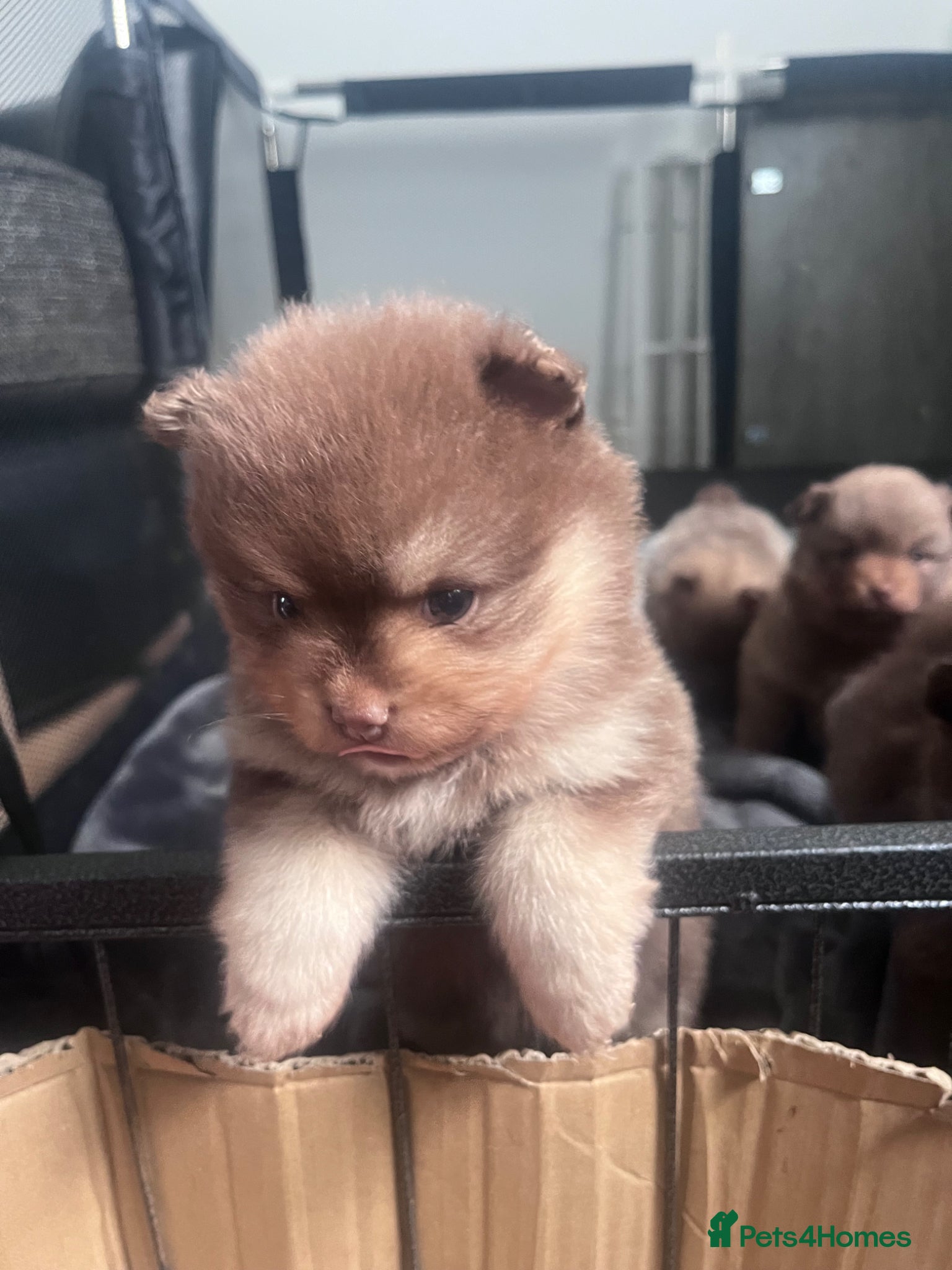 Pomeranian dogs Beautiful Boys Looking for 5 Star Homes - Advert 3