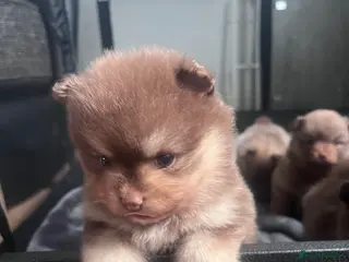 Pomeranian dogs Beautiful Boys Looking for 5 Star Homes - Advert 3