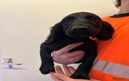 Cocker Spaniel dogs for sale: Two gorgeous male KC cocker spaniels - Image 6