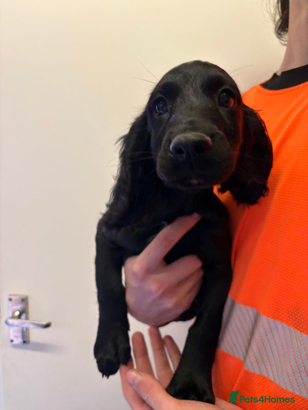 Cocker Spaniel dogs for sale: Two gorgeous male KC cocker spaniels - Image 6
