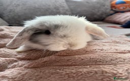 Mini Lop rabbits for sale: Mini lop babies  - Advert 3