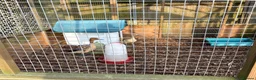 Ducks poultry for sale: Whistling ducks in Burnley - Advert 2