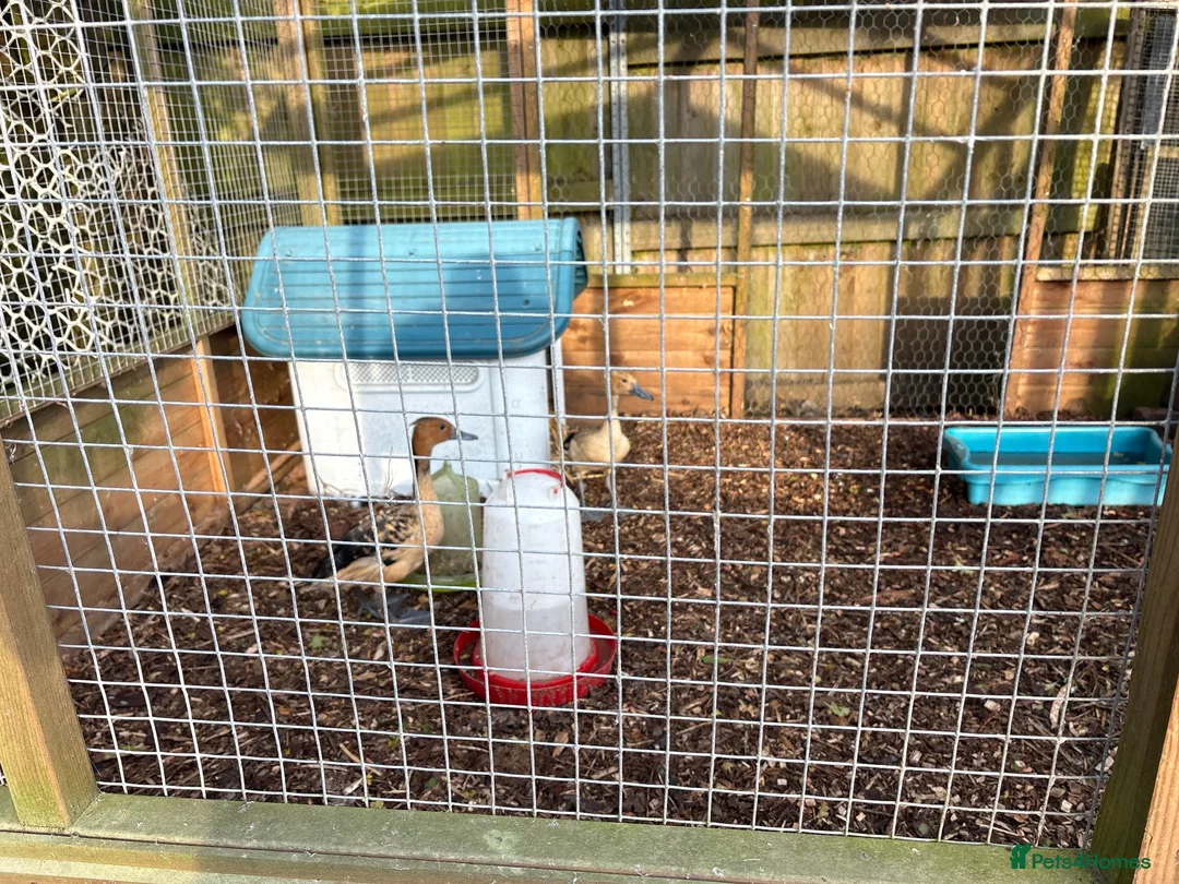 Ducks poultry for sale: Whistling ducks in Burnley - Advert 2