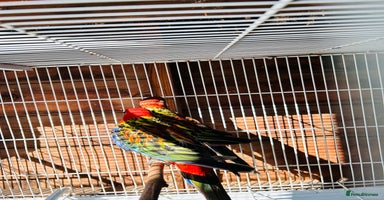Parakeets birds - Advert 14
