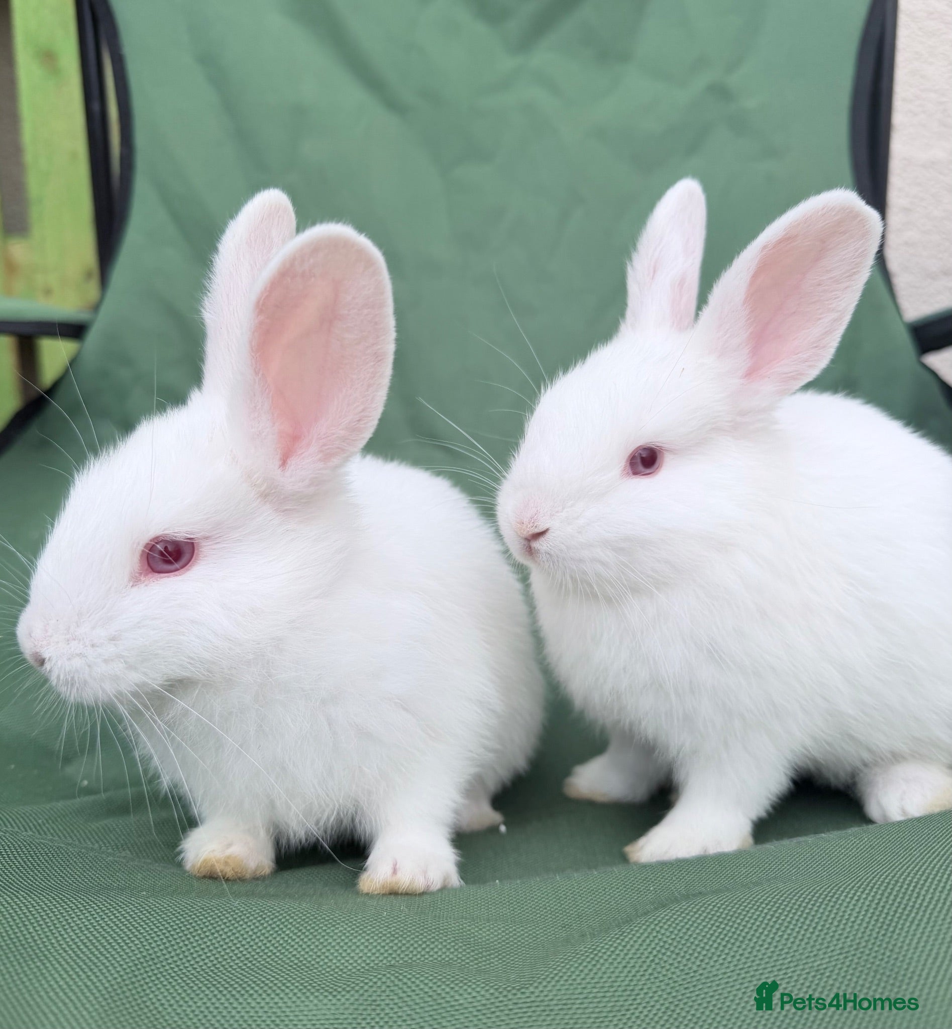 New Zealand rabbits 6 bunnies  - Advert 1