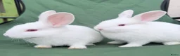 New Zealand rabbits for sale: 6 bunnies  - Advert 1
