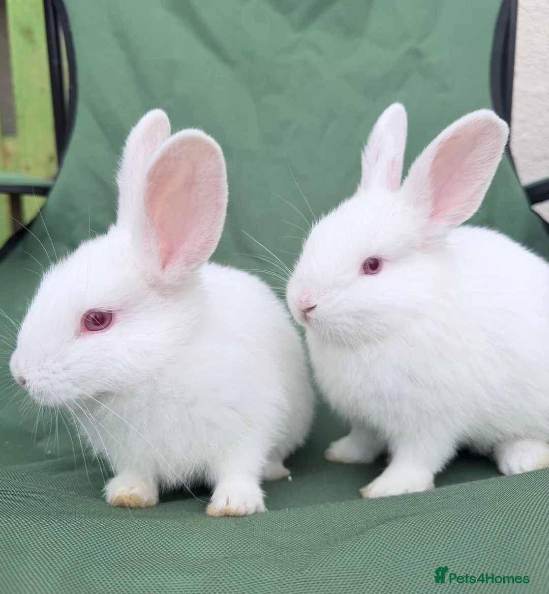 New Zealand rabbits for sale: 6 bunnies  - Advert 1