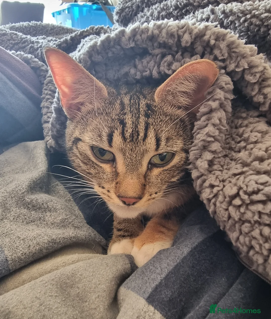 Brazilian Shorthair cats for sale: Family of 3 gorgeous cats for adoption - Advert 23