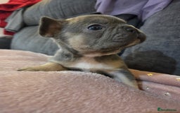 French Bulldog dogs for sale: Beautiful French Bulldog Puppies - Image 5