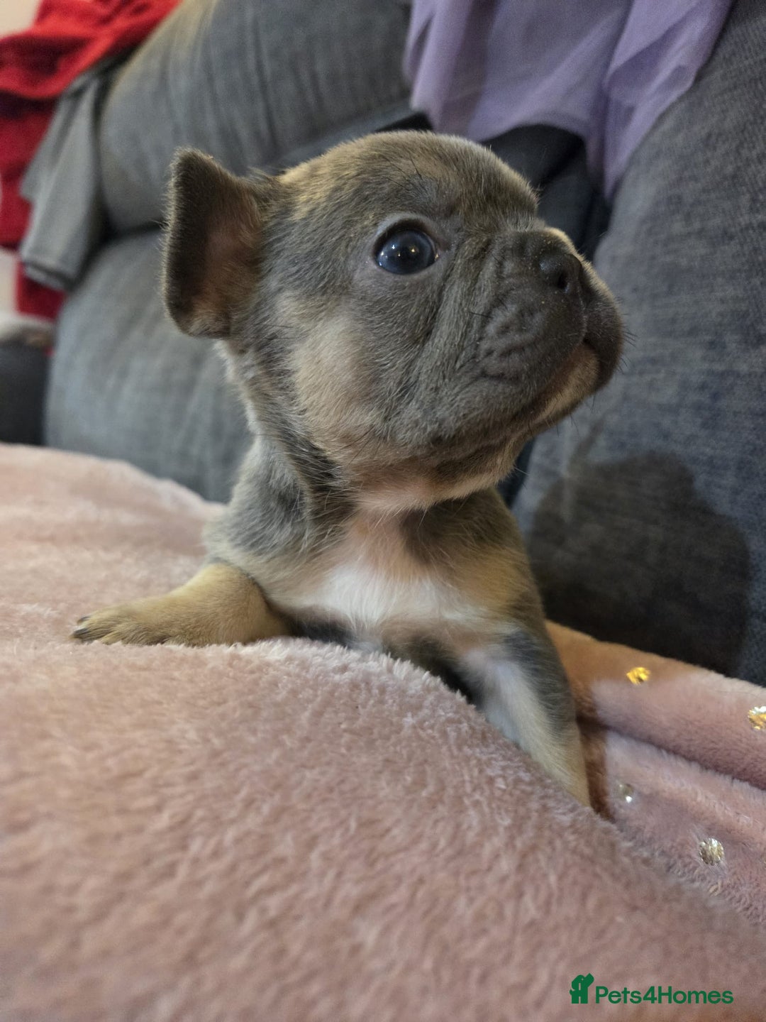 French Bulldog dogs for sale: Beautiful French Bulldog Puppies - Image 5