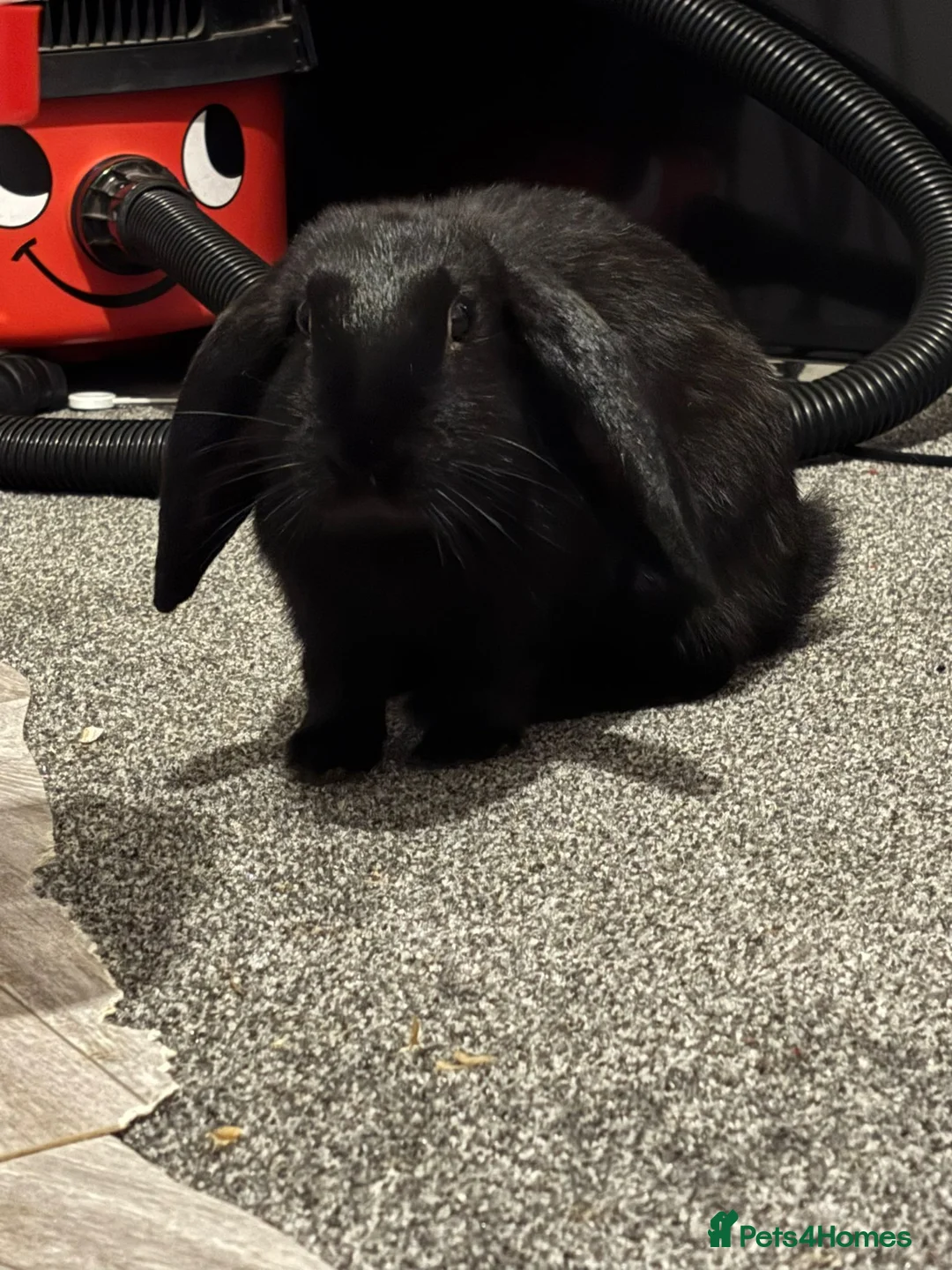 English rabbits for sale: Bought just before Christmas   - Advert 3