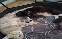 Mixed Breed cats for sale: 2 gorgeous kittens left  - Image 8