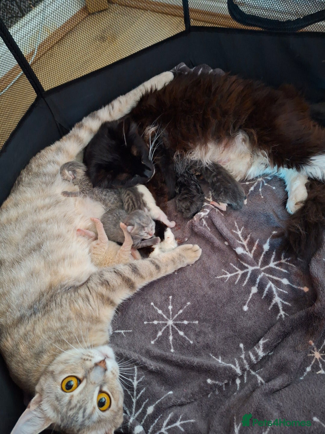 Mixed Breed cats for sale: 2 gorgeous kittens left  - Image 8