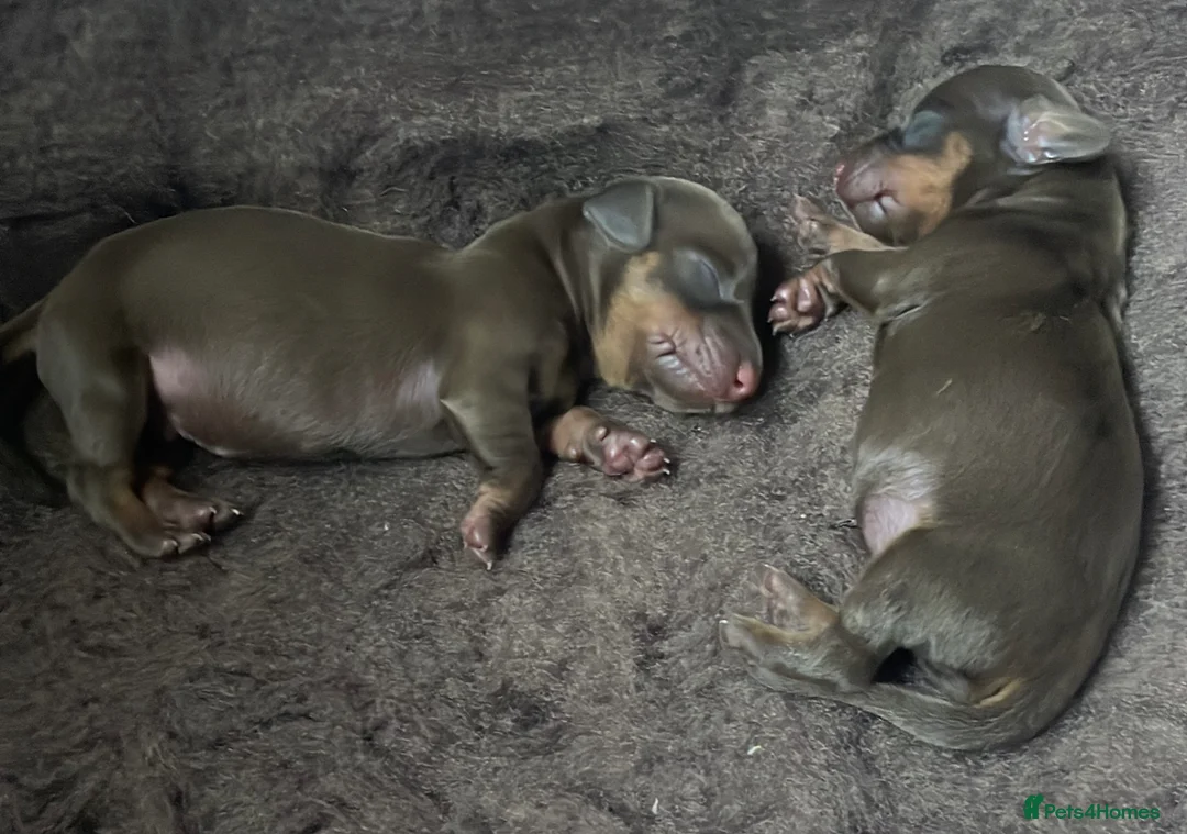 Dachshund dogs for sale: Miniature dachshund puppies in Witney - Advert 10