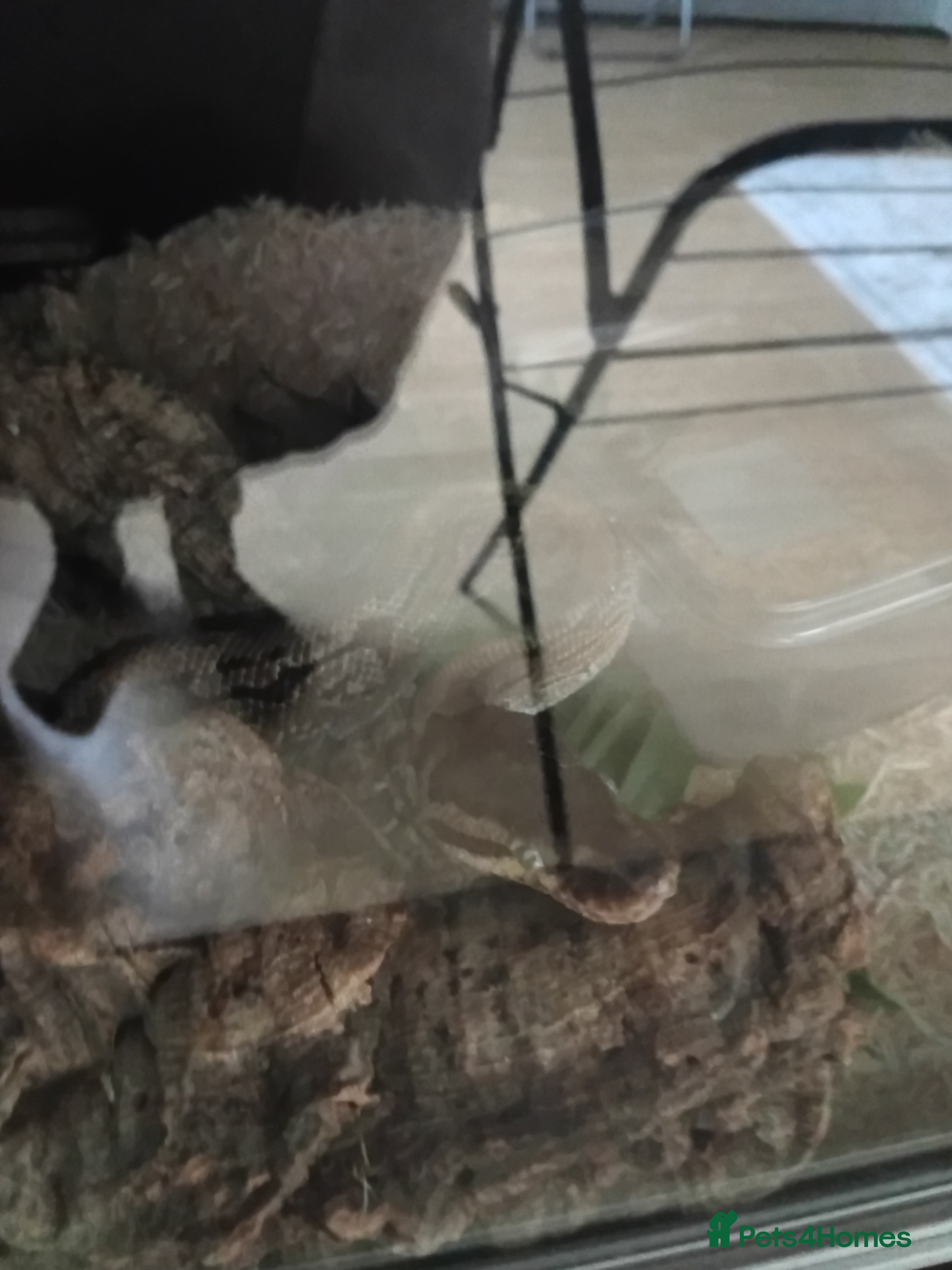 Python Snake reptiles Freddie the snake  - Advert 2