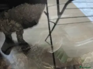 Python Snake reptiles Freddie the snake - Advert 2