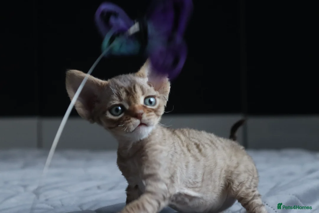 Devon Rex cats for sale: 🎉Beautiful, healthy and full pedigree Devon Rex🎉 - Advert 13