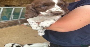 Mixed Breed dogs - Advert 4