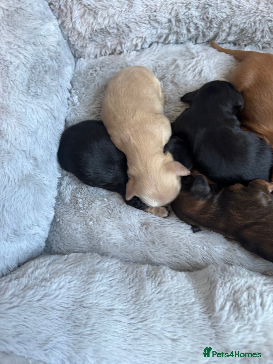 Miniature Dachshund dogs for sale: BEAUTIFUL KC LONG HAIR PUPPYS AVAILABLE TO RESERVE - Advert 5
