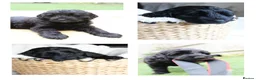 Mixed Breed dogs for sale: DNA tested Australian Labradoodle puppies - Advert 8