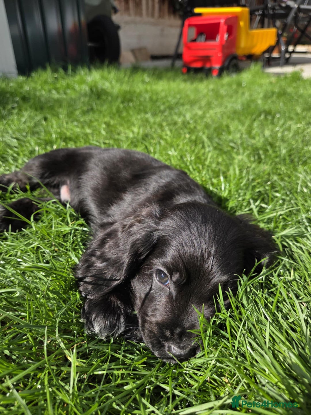 Cocker Spaniel dogs for sale: Show cocker spaniels  - Image 2