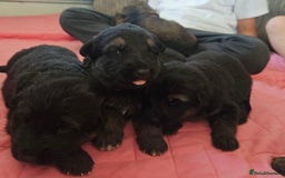 German Shepherd dogs for stud: German shepherd for stud  in Bexhill-on-Sea - Image 8