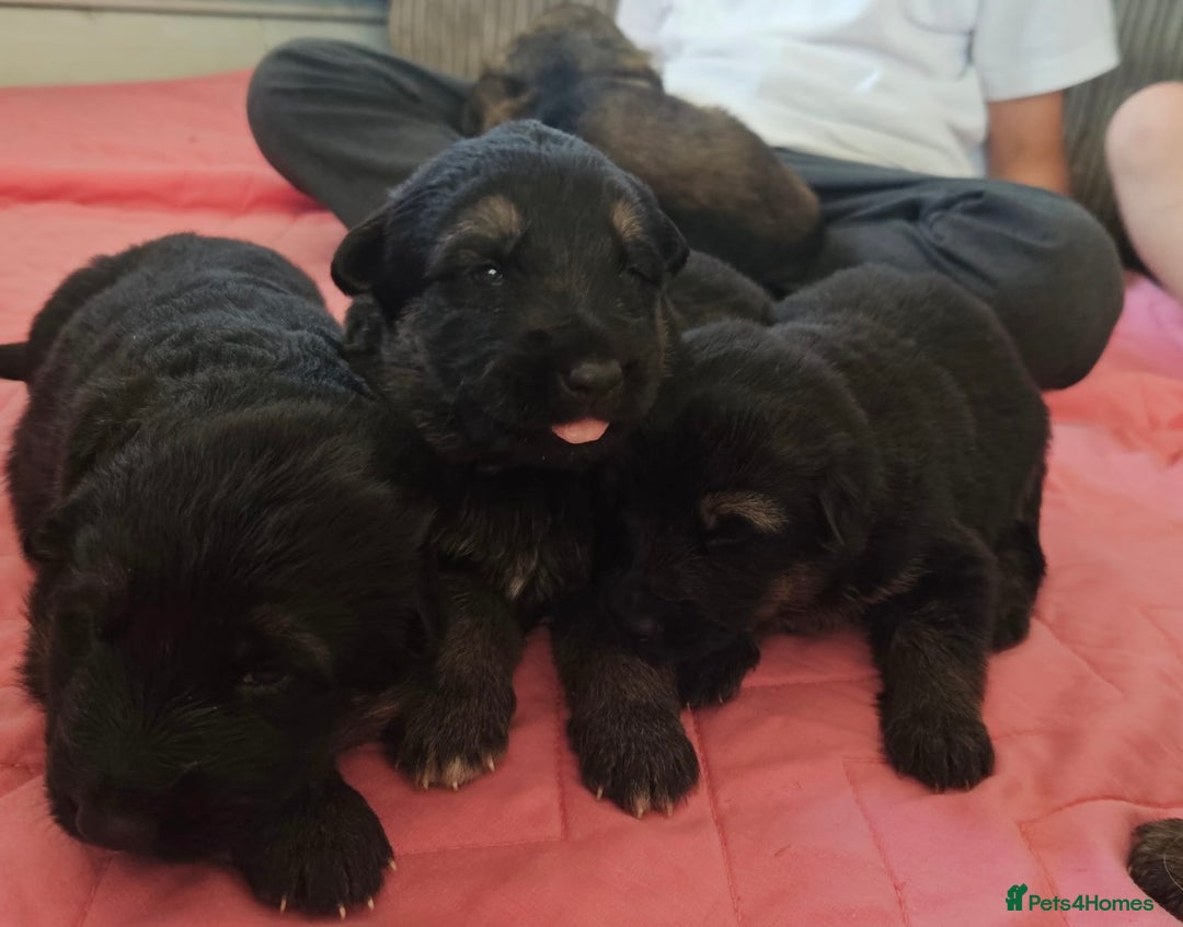 German Shepherd dogs for stud: German shepherd for stud  in Bexhill-on-Sea - Image 8