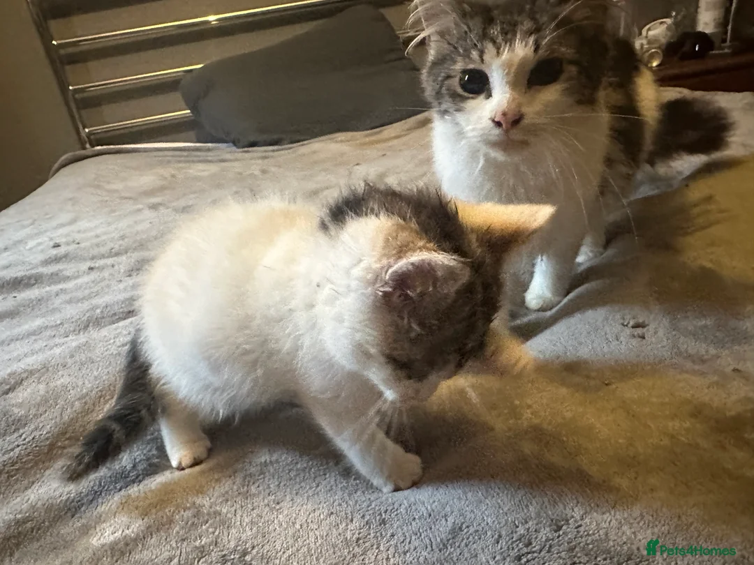 Mixed Breed cats for sale: Playful kitten ready to find a home (9 weeks) - Advert 9