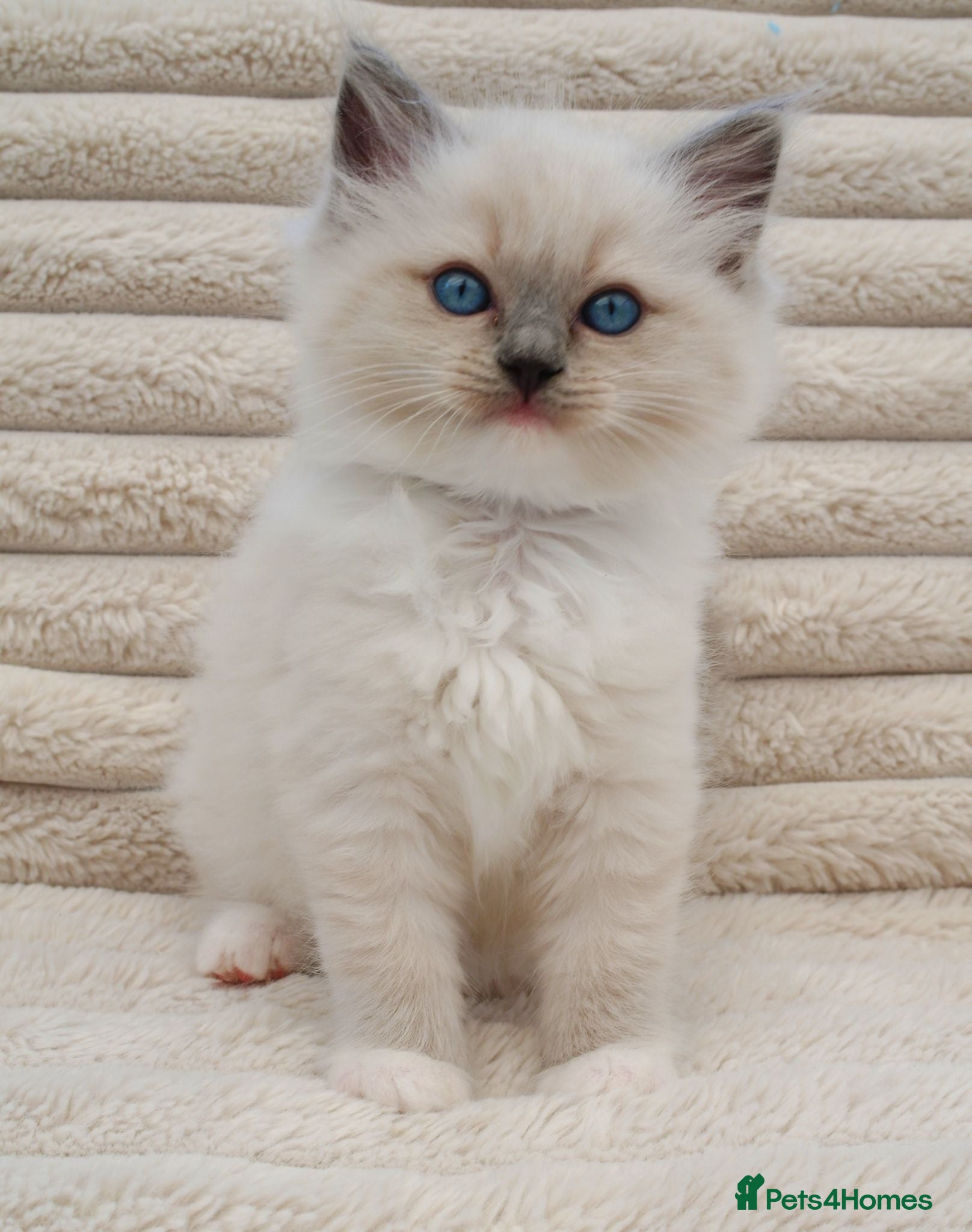 Ragdoll cats REDUCED Ragdall Gccf ChampionBloodlines - Advert 17